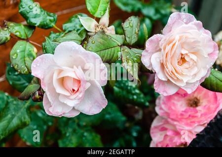 Rosa fiore rosa sullo sfondo fiori rosa sfocato nel giardino dei fiori. Gocce di pioggia sul petalo rosa. Natura. Foto Stock