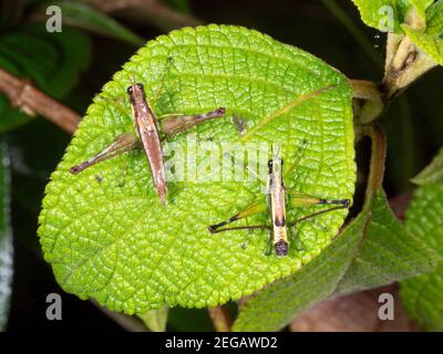 Coppia di cavallette (Acrididae) su una foglia nella foresta pluviale montana vicino a Cosanga, Ecuador Foto Stock