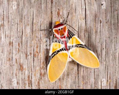 Falena Idalo erois, Cam. Erebidae nella foresta pluviale montana vicino a Cosanga, sulle pendici amazzoniche delle Ande, Ecuador Foto Stock