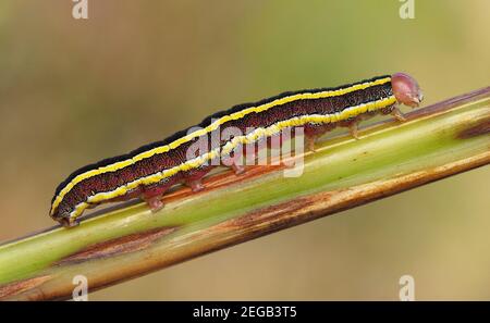 Scopa Moth caterpillar (Ceramica pisi) strisciando su gambo di erica. Tipperary, Irlanda Foto Stock