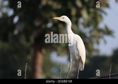 Primo piano di una gru bianca appollaiata su un barbato filo Foto Stock