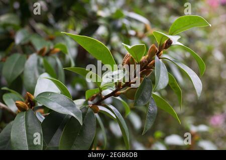 Micheria figo - banana bush. Foto Stock