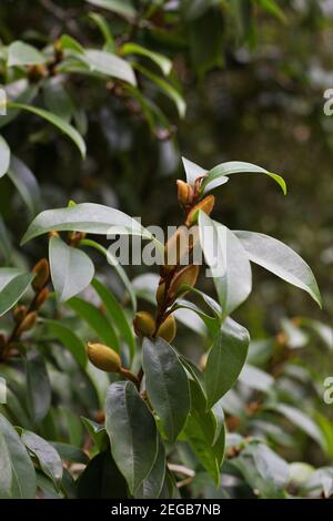 Micheria figo - banana bush. Foto Stock