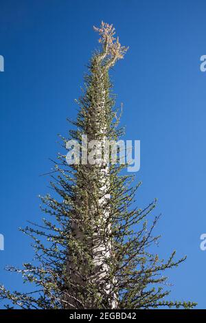 Alto albero boojum o cirio fouquieria columnaris in Baja California, Messico Foto Stock