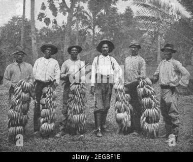 Inizio 20 ° secolo foto di uomini giamaicani che raccolgono banane su Una piantagione in Giamaica circa all'inizio del 1900 durante il periodo Quando l'isola era una colonia britannica Foto Stock