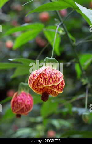 Abutilon pictum - lanterna cinese venosa rossa. Foto Stock