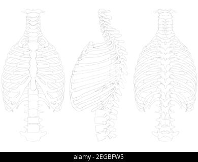 Impostare con il contorno del torace e della colonna vertebrale umana. Anteriore, laterale, posteriore 3D. Illustrazione vettoriale. Illustrazione Vettoriale