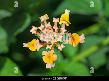 Close-up dettaglio di una rosa e rosa gialla fiore lantana lantana camara nelle zone rurali del giardino Foto Stock