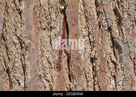 Closeup dettagliato di ruvida corteccia di albero di legno di sangue pterocarpus erinaceus con sap rosso creando sfondo risorse grafiche Foto Stock