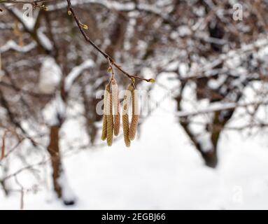 ramo dell'albero con gli auricolari e gli orecchini su uno sfondo di foresta invernale Foto Stock