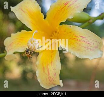Dettaglio in primo piano di un'api di api da miele nell'alimentazione in volo su fiore di filo di seta, l'albero di ceiba speciosa Foto Stock