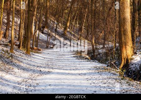 Un ampio percorso alberato, curvato e coperto di neve attraverso i boschi in inverno con il sole che passa attraverso gli alberi Foto Stock