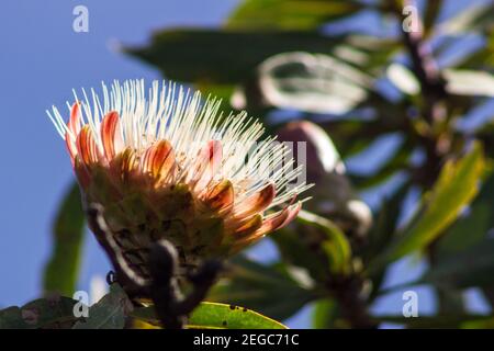 Un fiore bianco retroilluminato del Protea comune, Protea caffra, in una giornata estiva limpida nelle centrali Montagne di Drakensberg Sud Africa Foto Stock