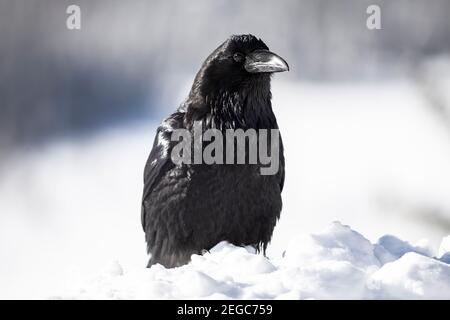 Raven (corus corax) nella neve Foto Stock