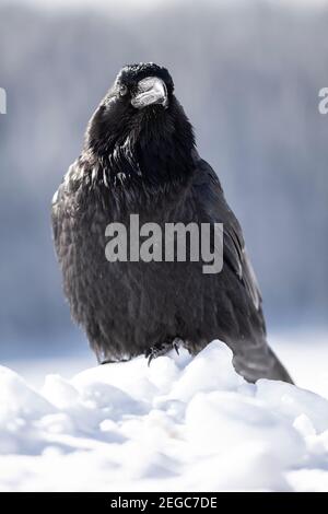 Raven (corus corax) nella neve Foto Stock