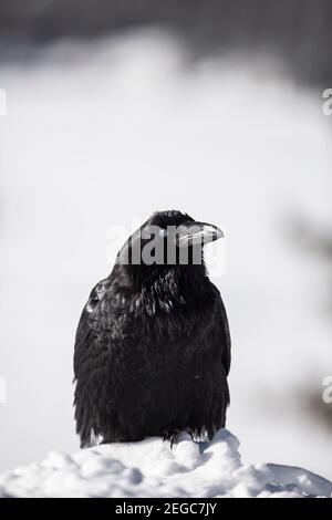 Raven (corus corax) nella neve Foto Stock