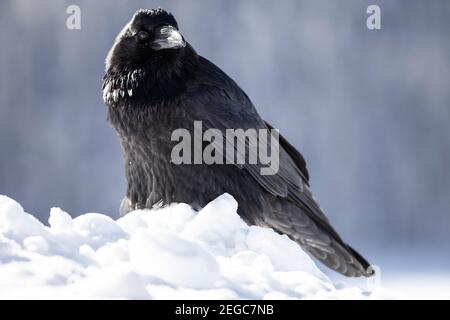 Raven (corus corax) nella neve Foto Stock