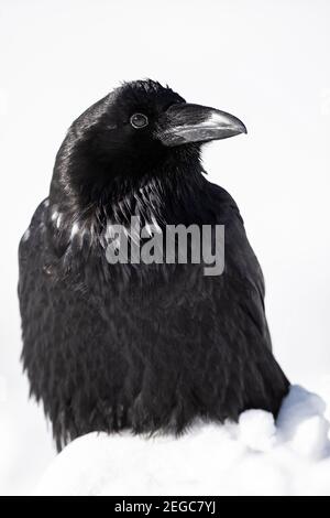 Raven (corus corax) nella neve Foto Stock