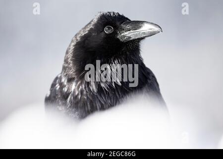 Raven (corus corax) nella neve Foto Stock