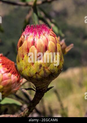 Il germoglio chiuso del Protea comune, Protea caffra, fotografato in una giornata di sole nel Monte Drakensberg centrale, Sudafrica Foto Stock