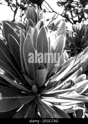 Vista ravvicinata delle nuove foglie sul punto di un ramo di un comune Protea Bush, Protea caffra, in monocromo, fotografato nel Drakensber centrale Foto Stock