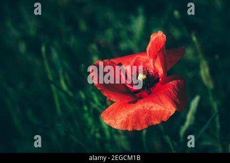 Fiore rosso papavero singolo in un campo di erba verde. Primo piano. Natura. Foto Stock