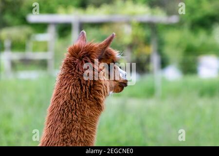 rosso marrone testa alpaca bella con collo lungo, fotografata da dietro lateralmente, l'animale si trova di fronte a uno sfondo verde sfocato, focu Foto Stock