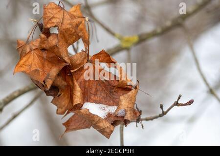 Foglie secche su un ramo di un albero coperto di neve o gelo, a temperatura fredda Foto Stock