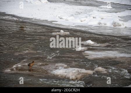 Fiume ghiacciato in inverno, neve e ghiaccio che si scioglie, ruscello fluente, sfondo della natura Foto Stock