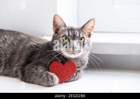 Gatto grigio con cuore rosso di tenuta con spazio di copia. Simbolo dell'amore Foto Stock