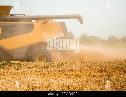 Raccolta del grano sul campo nella stagione estiva. Ampio spargimento di pula da parte della mietitrebbia con separazione del rotore. Processo di raccolta raccolto da agricolo Foto Stock