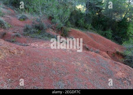 Argilla rossa come suolo, terreno molto fertile per piantare, terra rossa e foresta. Paesaggio nei boschi Foto Stock