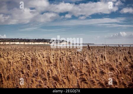 Paesaggio primo piano di erba marrone alla riserva naturale di Pegwell Bay, Kent, Inghilterra. Foto Stock