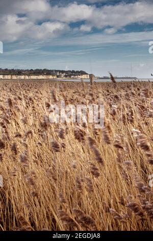 Immagine ritratto dell'erba marrone alla riserva naturale di Pegwell Bay, Kent, Inghilterra. Foto Stock