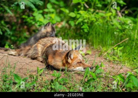 Volpe rossa (Vulpes vulpes) Snooze fuori Den Kit in background Estate - Animali in cattività Foto Stock