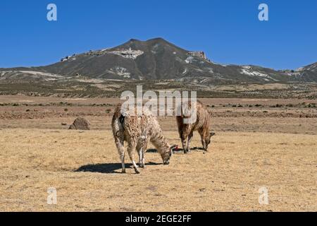 Lama glama (lama glama) che pascolano sull'altopiano dell'Altiplano, Dipartimento di Potosí, Bolivia Foto Stock