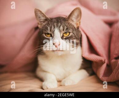 Un gatto di casa tabby carino si trova sul letto, coperto con una delicata coperta rosa su una piacevole mattina presto. Il comfort di casa. Foto Stock