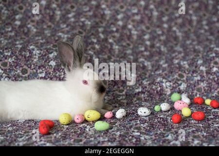 Coniglio di Pasqua bianco con occhi rossi su una coperta colorata e uova colorate Foto Stock