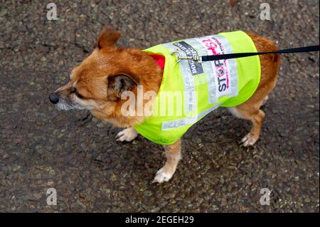 Aylesbury, Buckinghamshire, Regno Unito. 18 febbraio 2021. Un cane indossa una giacca alta viz Stop HS2. Dopo aver recintato un'area di bosco chiamata Spinney ad Aylesbury all'inizio di questa settimana, la scorsa notte chirurghi dell'albero che lavorano per HS2 Ltd erano abbattimento alberi nelle prime ore di questa mattina. Lo stavano facendo proprio accanto alla ferrovia esistente, con il potenziale di causare un incidente in quanto i treni stavano ancora passando accanto al abbattimento. HS2 Ltd non sono stati in grado di fornire una copia di una licenza di fauna selvatica da Natural England che permette loro di cadere in questa zona. Treno ad alta velocità 2 da Londra a Birmingham Foto Stock