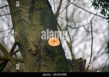 Aylesbury, Buckinghamshire, Regno Unito. 18 febbraio 2021. Dopo aver recintato un'area di bosco chiamata Spinney ad Aylesbury all'inizio di questa settimana, la scorsa notte chirurghi dell'albero che lavorano per HS2 Ltd erano abbattimento alberi nelle prime ore di questa mattina. Lo stavano facendo proprio accanto alla ferrovia esistente, con il potenziale di causare un incidente in quanto i treni stavano ancora passando accanto al abbattimento. HS2 Ltd non sono stati in grado di fornire una copia di una licenza di fauna selvatica da Natural England che permette loro di cadere in questa zona. La High Speed Rail 2 da Londra a Birmingham mette a disposizione 693 siti di fauna selvatica, 33 SSSI e 10 Foto Stock