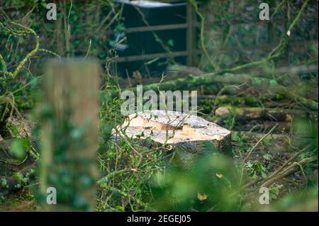 Aylesbury, Buckinghamshire, Regno Unito. 18 febbraio 2021. Dopo aver recintato un'area di bosco chiamata Spinney ad Aylesbury all'inizio di questa settimana, la scorsa notte chirurghi dell'albero che lavorano per HS2 Ltd erano abbattimento alberi nelle prime ore di questa mattina. Lo stavano facendo proprio accanto alla ferrovia esistente, con il potenziale di causare un incidente in quanto i treni stavano ancora passando accanto al abbattimento. HS2 Ltd non sono stati in grado di fornire una copia di una licenza di fauna selvatica da Natural England che permette loro di cadere in questa zona. La High Speed Rail 2 da Londra a Birmingham mette a disposizione 693 siti di fauna selvatica, 33 SSSI e 10 Foto Stock