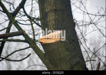 Aylesbury, Buckinghamshire, Regno Unito. 18 febbraio 2021. Dopo aver recintato un'area di bosco chiamata Spinney ad Aylesbury all'inizio di questa settimana, la scorsa notte chirurghi dell'albero che lavorano per HS2 Ltd erano abbattimento alberi nelle prime ore di questa mattina. Lo stavano facendo proprio accanto alla ferrovia esistente, con il potenziale di causare un incidente in quanto i treni stavano ancora passando accanto al abbattimento. HS2 Ltd non sono stati in grado di fornire una copia di una licenza di fauna selvatica da Natural England che permette loro di cadere in questa zona. La High Speed Rail 2 da Londra a Birmingham mette a disposizione 693 siti di fauna selvatica, 33 SSSI e 10 Foto Stock