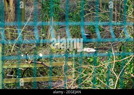 Aylesbury, Buckinghamshire, Regno Unito. 18 febbraio 2021. Dopo aver recintato un'area di bosco chiamata Spinney ad Aylesbury all'inizio di questa settimana, la scorsa notte chirurghi dell'albero che lavorano per HS2 Ltd erano abbattimento alberi nelle prime ore di questa mattina. Lo stavano facendo proprio accanto alla ferrovia esistente, con il potenziale di causare un incidente in quanto i treni stavano ancora passando accanto al abbattimento. HS2 Ltd non sono stati in grado di fornire una copia di una licenza di fauna selvatica da Natural England che permette loro di cadere in questa zona. La High Speed Rail 2 da Londra a Birmingham mette a disposizione 693 siti di fauna selvatica, 33 SSSI e 10 Foto Stock