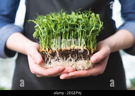 Le donne che tengono in mano i piselli microgreens con i germogli e le radici visibili. Concetto sano di cibo superalimentare. Foto Stock