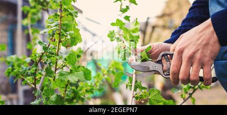 Giardiniere potando cespugli di curry nel giardino. Focus selettivo. Natura. Foto Stock