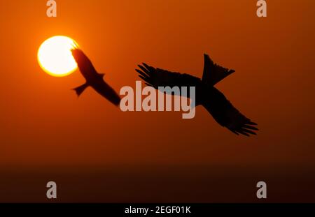 Silhouette di due aquiloni rossi (Milvus milvus) in volo al tramonto, Regno Unito. Foto Stock