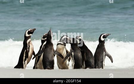 Gruppo di pinguini magellanici si sono riuniti su una spiaggia di sabbia in una soleggiata giornata estiva nelle Isole Falkland. Foto Stock