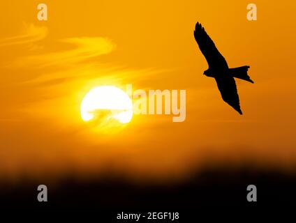 Silhouette di un aquilone rosso (Milvus milvus) in volo al tramonto, Regno Unito. Foto Stock
