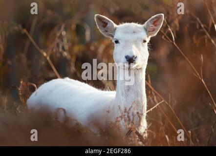 Primo piano di un daino bianco (Dama dama) in piedi in erba alta in autunno, Regno Unito. Foto Stock