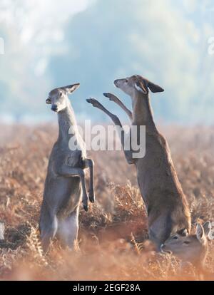 Primo piano dei branchi di cervi rossi che combattono in autunno, Regno Unito. Foto Stock